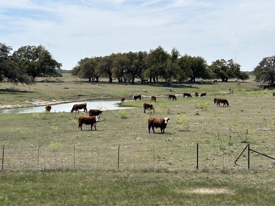 STOCKMEN with a touch of ‘green fever’ are still pushing the price of good cows and pairs to levels that can make the faint of heart skip a beat. It may behoove one to recall the brutality of last summer. These cattle were pictured south of Eden, Texas.