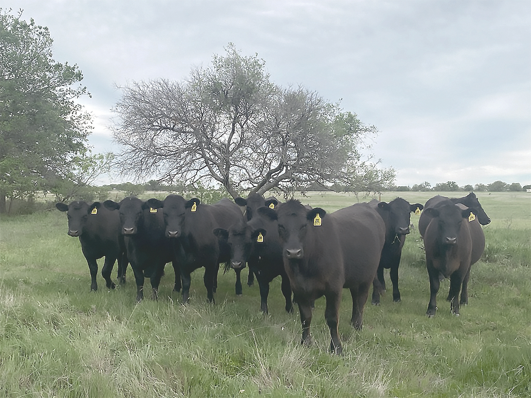 WORTH A PRETTY PENNY these days are replacement heifers like these Angus pictured in Clay County in North Texas. With the cow inventory at all-time lows, those who have the grass to grow them may come out well ahead.