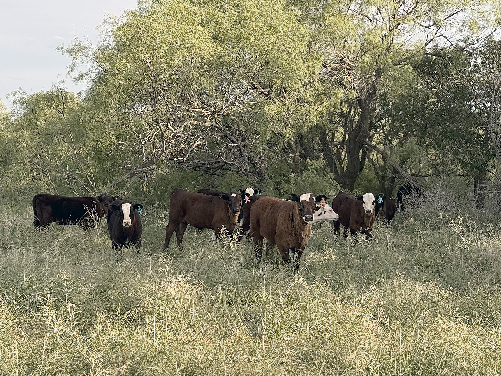 A NEW CROP, calves and grass alike are off to a great start in North Texas. Many market prognosticators predict that cattle prices could reach new highs again this year, but there are plenty of risks lurking in the corners.