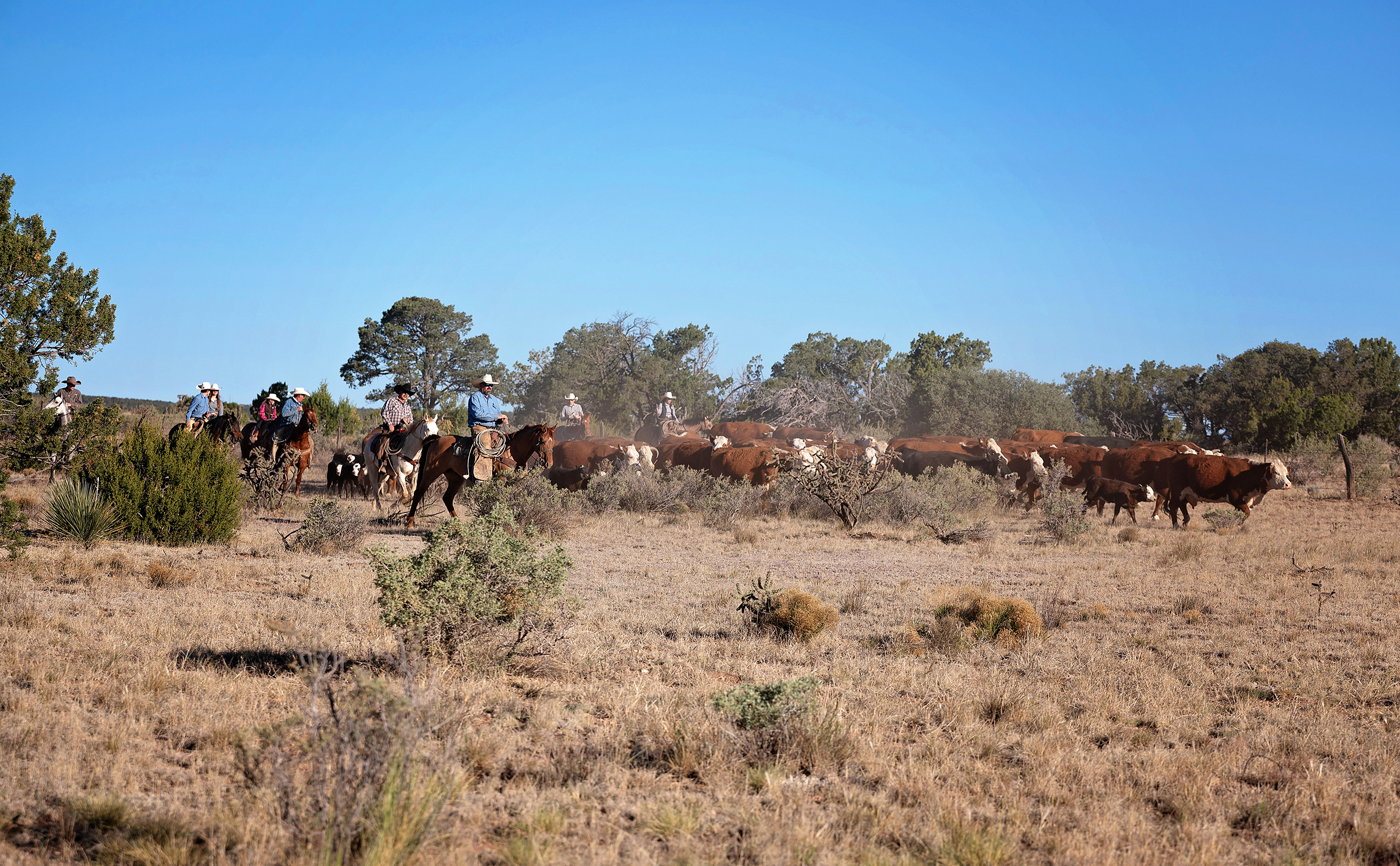 ON THE CAIN RANCH, near Mountainair, New Mexico, the spring gathering was a dusty af-fair as Central New Mexico has had little to no rain after a dry winter. Recently though, scattered rains have helped, and hopes are high that El Niño will bring changes.