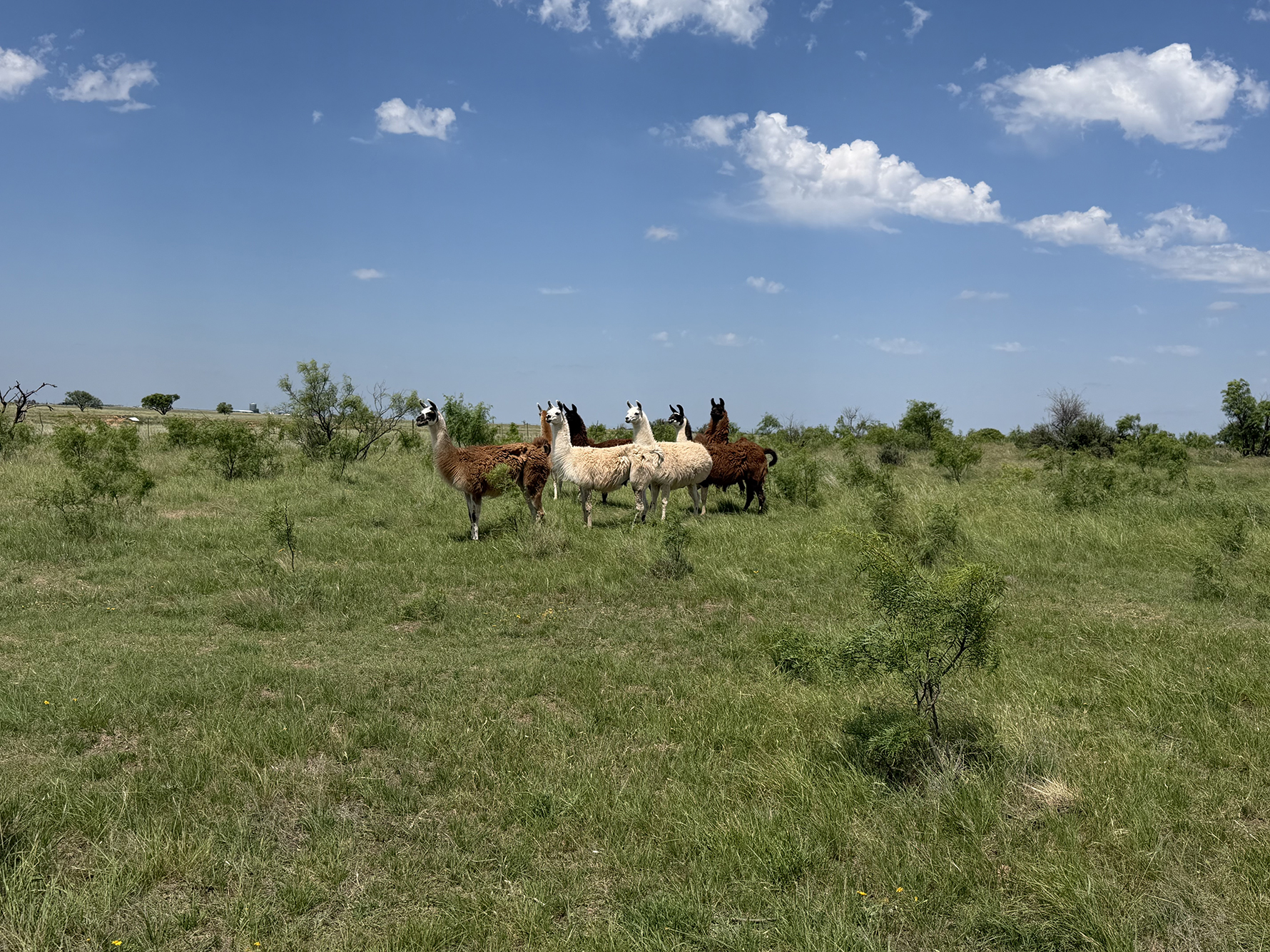 LLAMAS are a more common sight now in many areas, but still, this gathering on lush green pasture is a sight that catches one’s eye. Observers should take note; the llama can accurately expectorate up to 15 feet. 