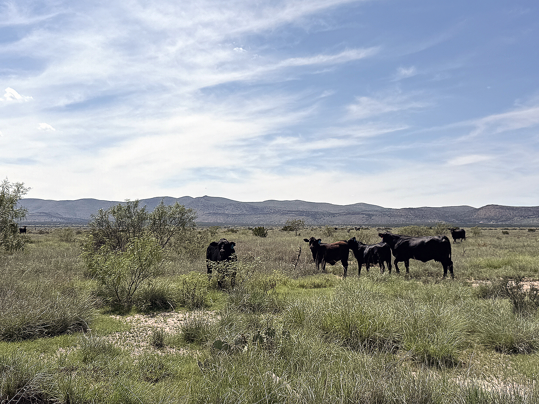 THE GLASS MOUNTAINS have been a picturesque backdrop to countless photos taken in far West Texas; here is another. The desert has its attractions, even in the summer, and this year it is an inviting green hue added to the arid landscape, topped off with blue skies. Sort of a reset for the soul. 