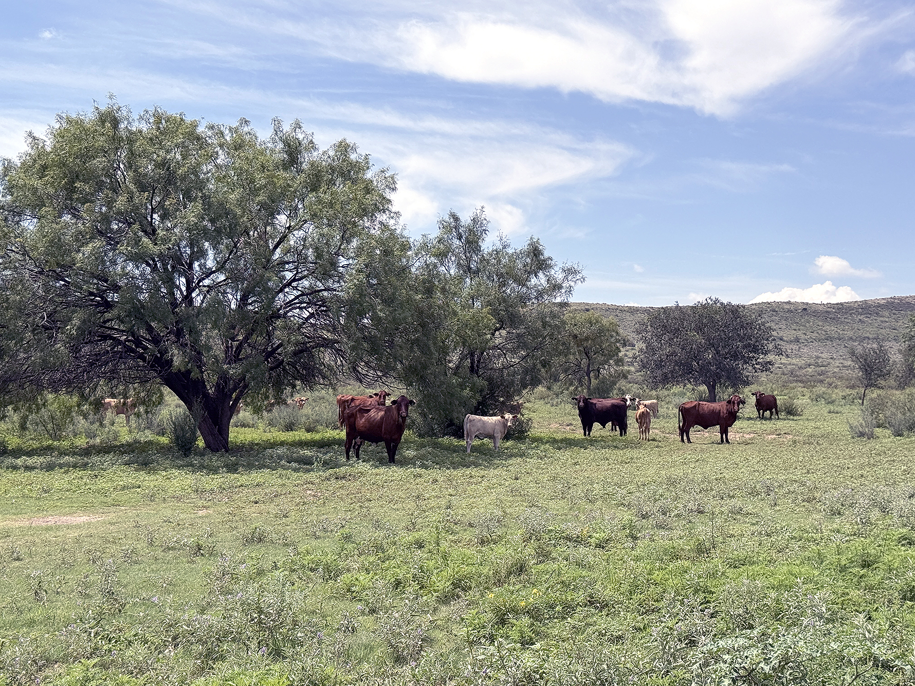 A NICE START to summer, in far West Texas, is evident in this scene taken just outside of Mar-athon. If the forecasts are correct, the balance of summer should be just as good. 