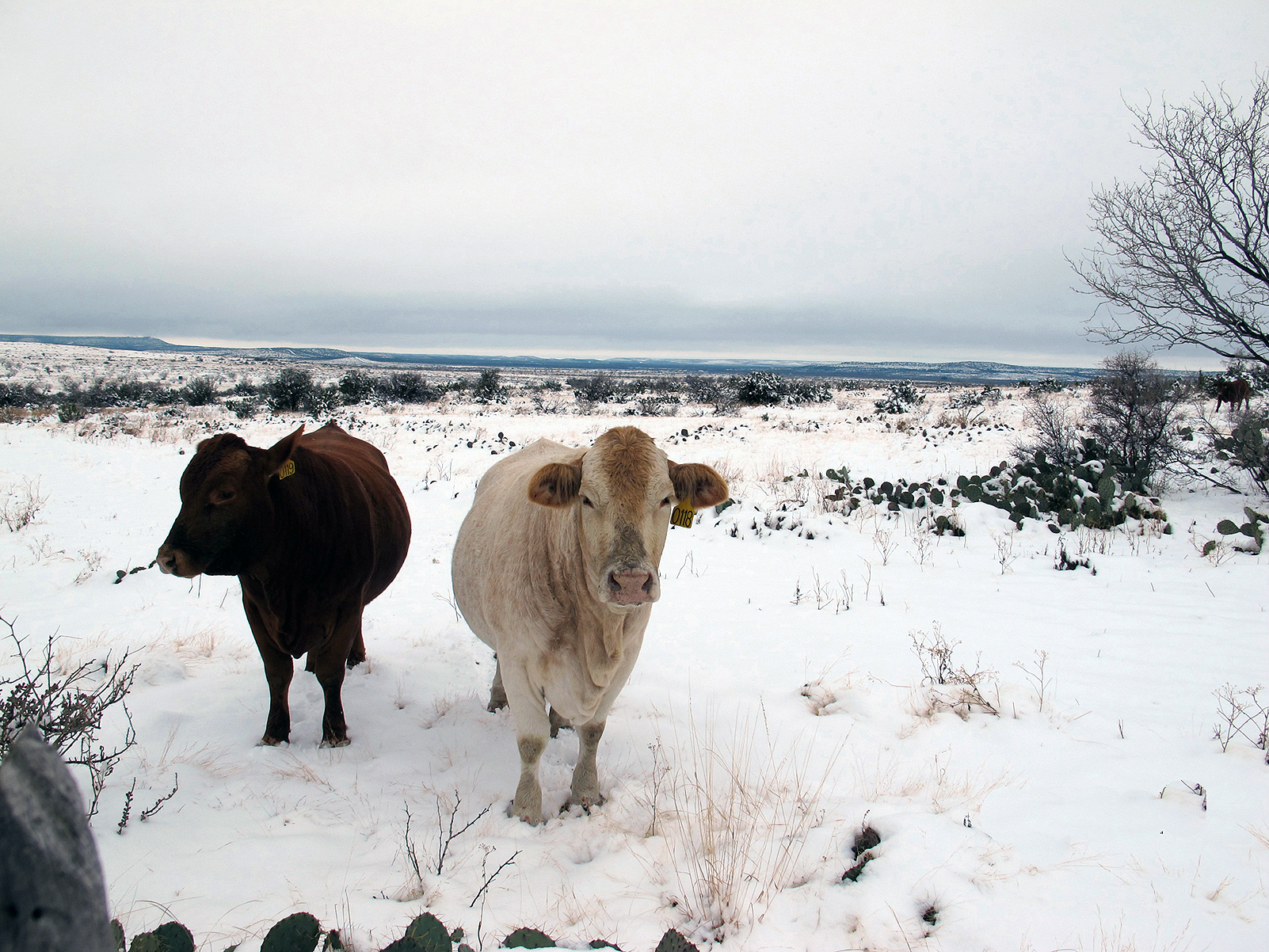 A COLD WINTER scene can help with enduring the dog-days of summer, and is an annual practice for this paper. This year, winter is much-anticipated as the screwworm is intolerant of cold temps that will help to check the spread of the pest. 
