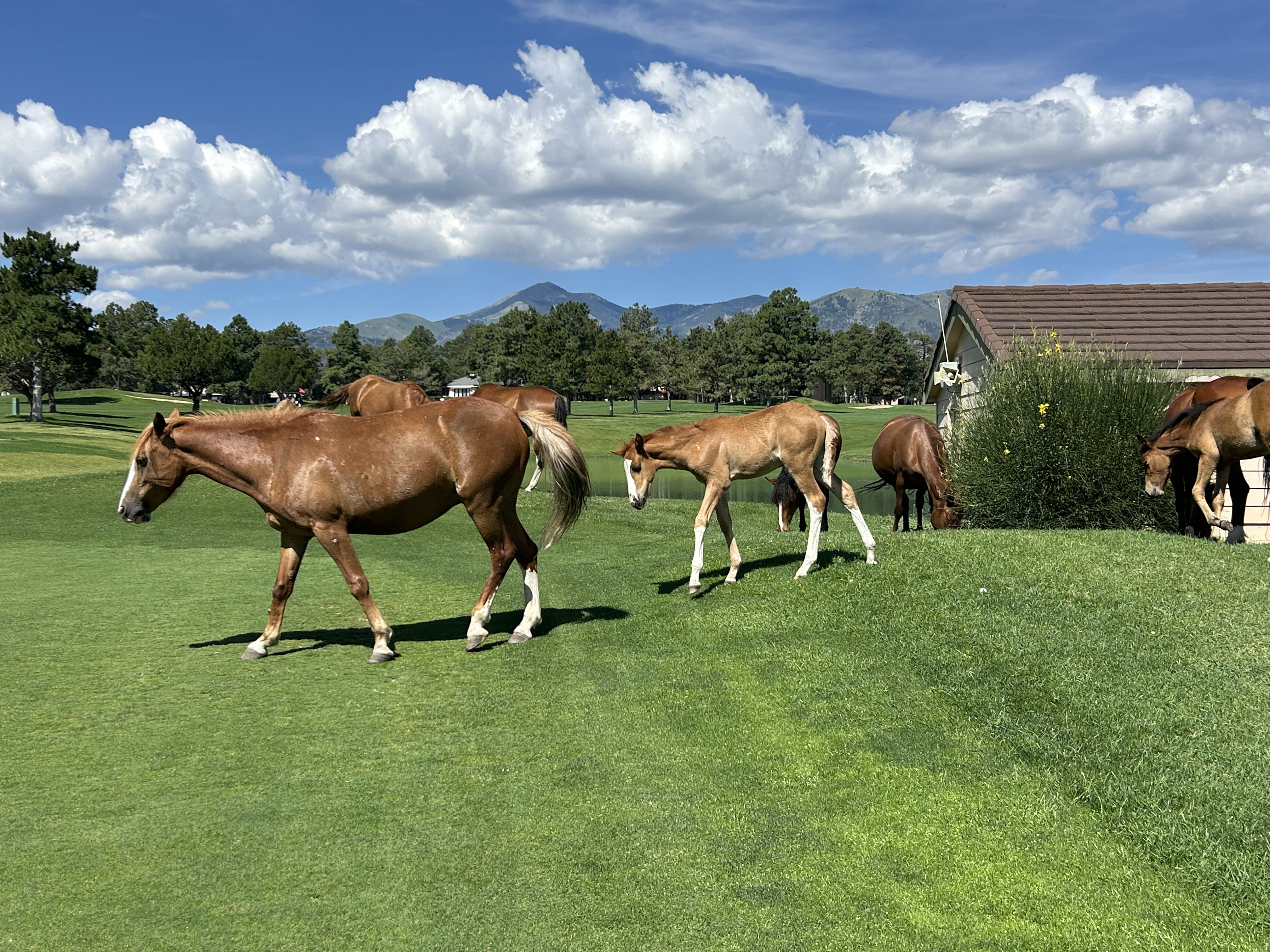 NEXT ON THE TEE, at Alto, New Mexico, is the mare, her foal, and the rest of the band, have found grazing on the golf courses preferable to the surrounding forests.