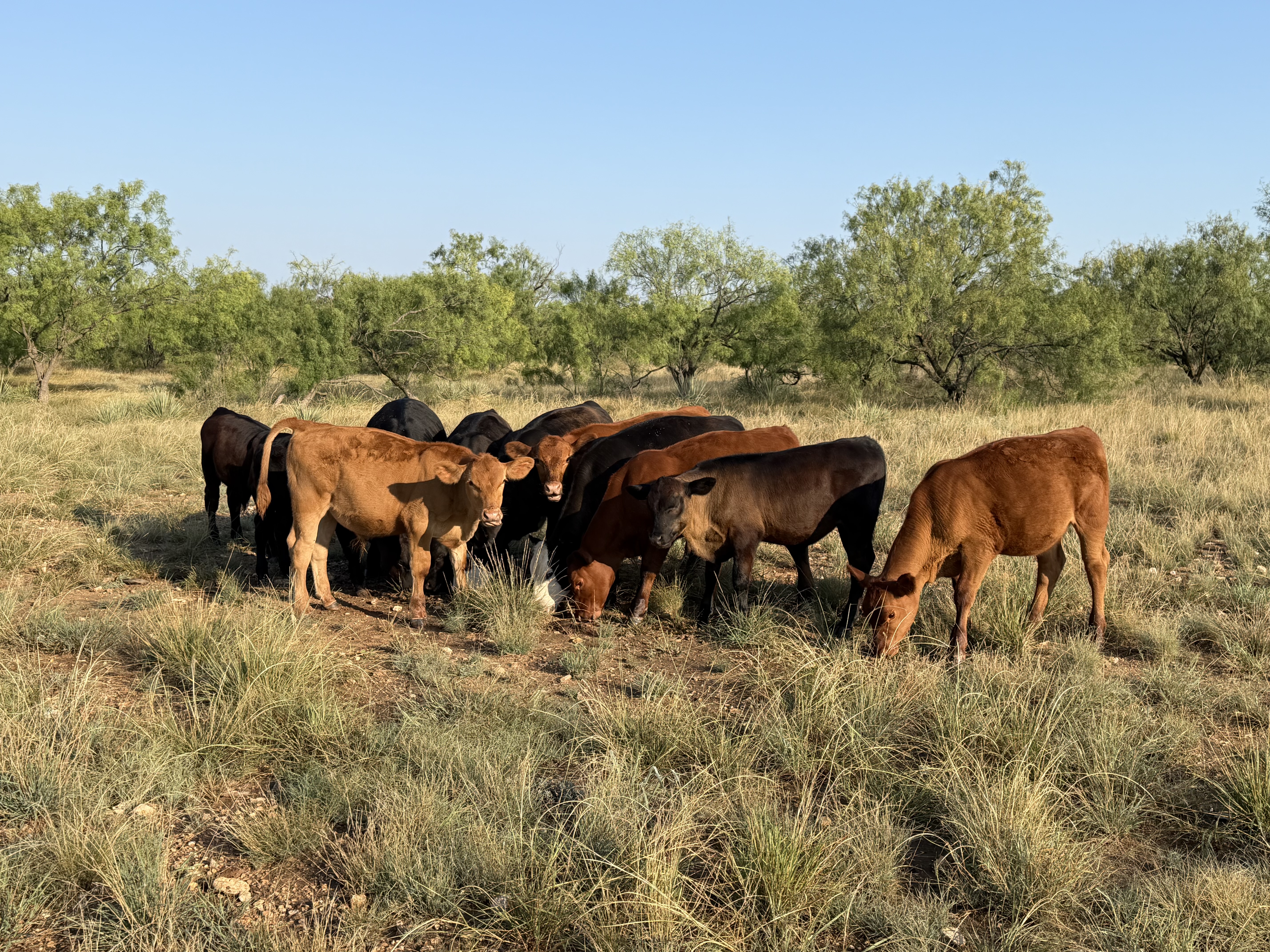 BOXED BEEF prices continue to increase, but have not seemed to dissuade beef purchases by consumers. Some in the industry have said demand won't drop, even with the anticipated higher prices to come. Only time will tell.