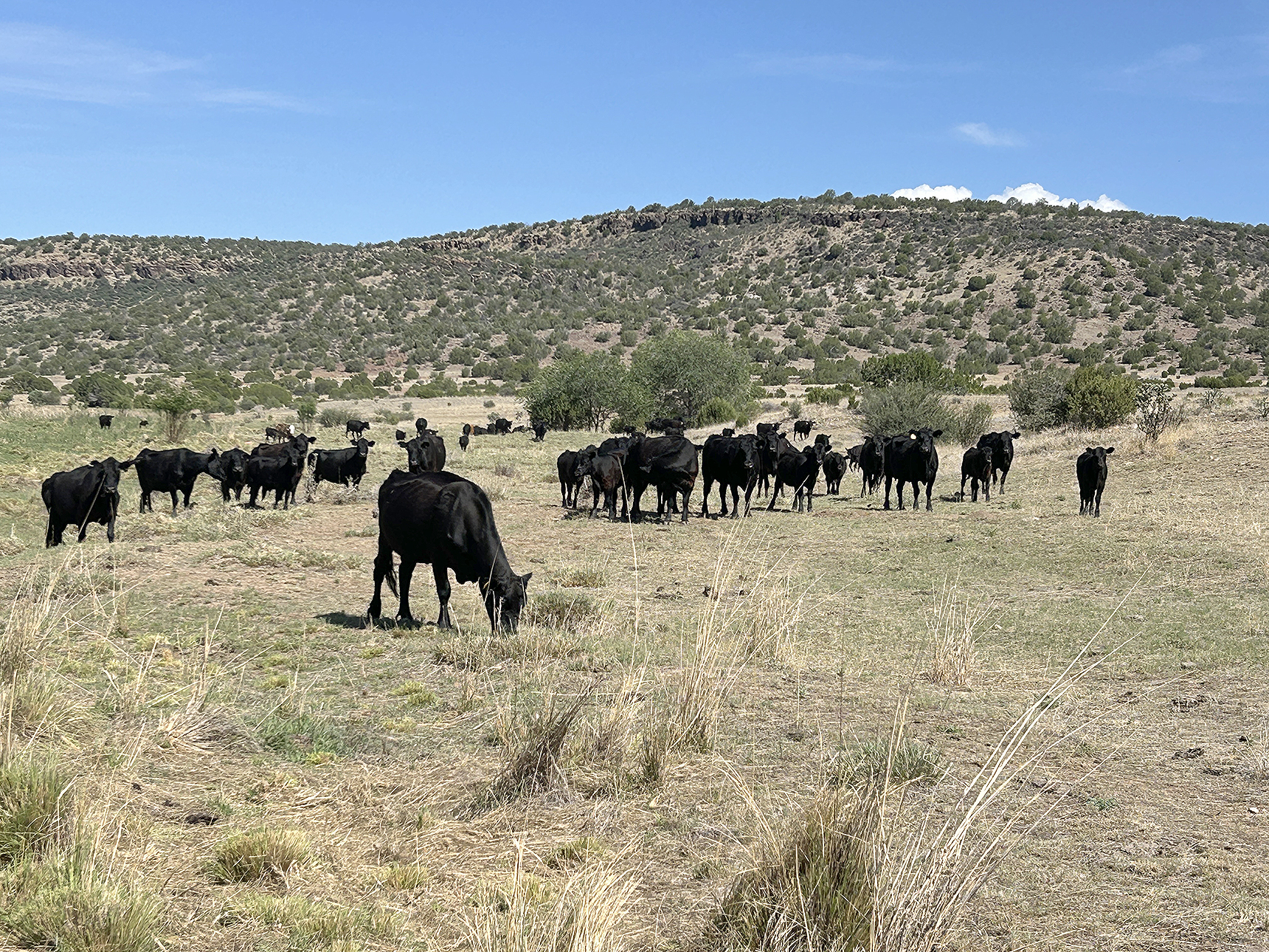 A BRIEF STOP to get a quick photo of a few head soon drew a sizeable gathering in this pasture east of Capitan, New Mexico, where it has been dry for years. Given a little time and patience, hands could gather the entire pasture with a sack of feed.