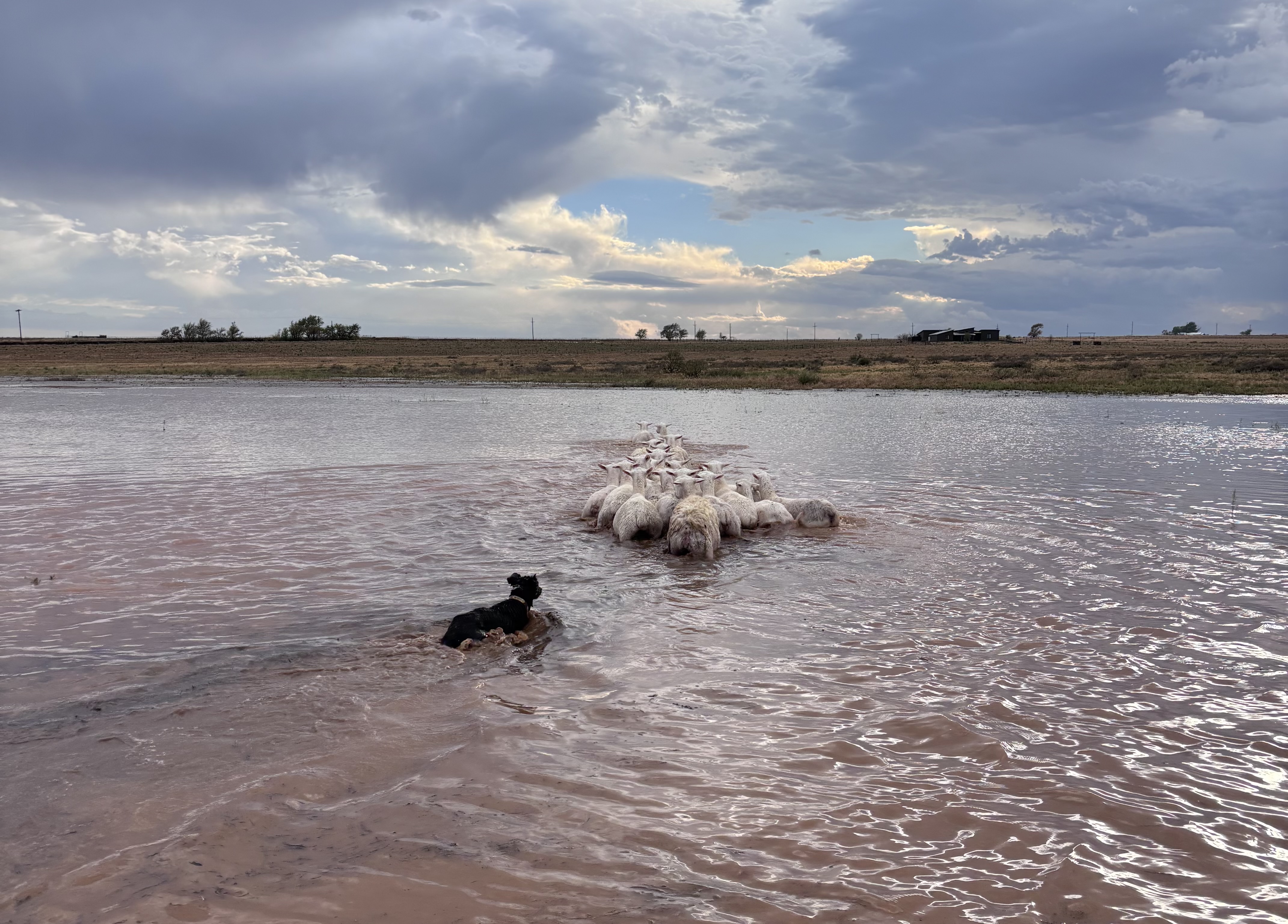 A LONG-AWAITED reprieve from the dry, hot summer near Abernathy, Texas, came all at once, producing heavy rains that left these sheep isolated by rising water and needing a little push to higher ground.