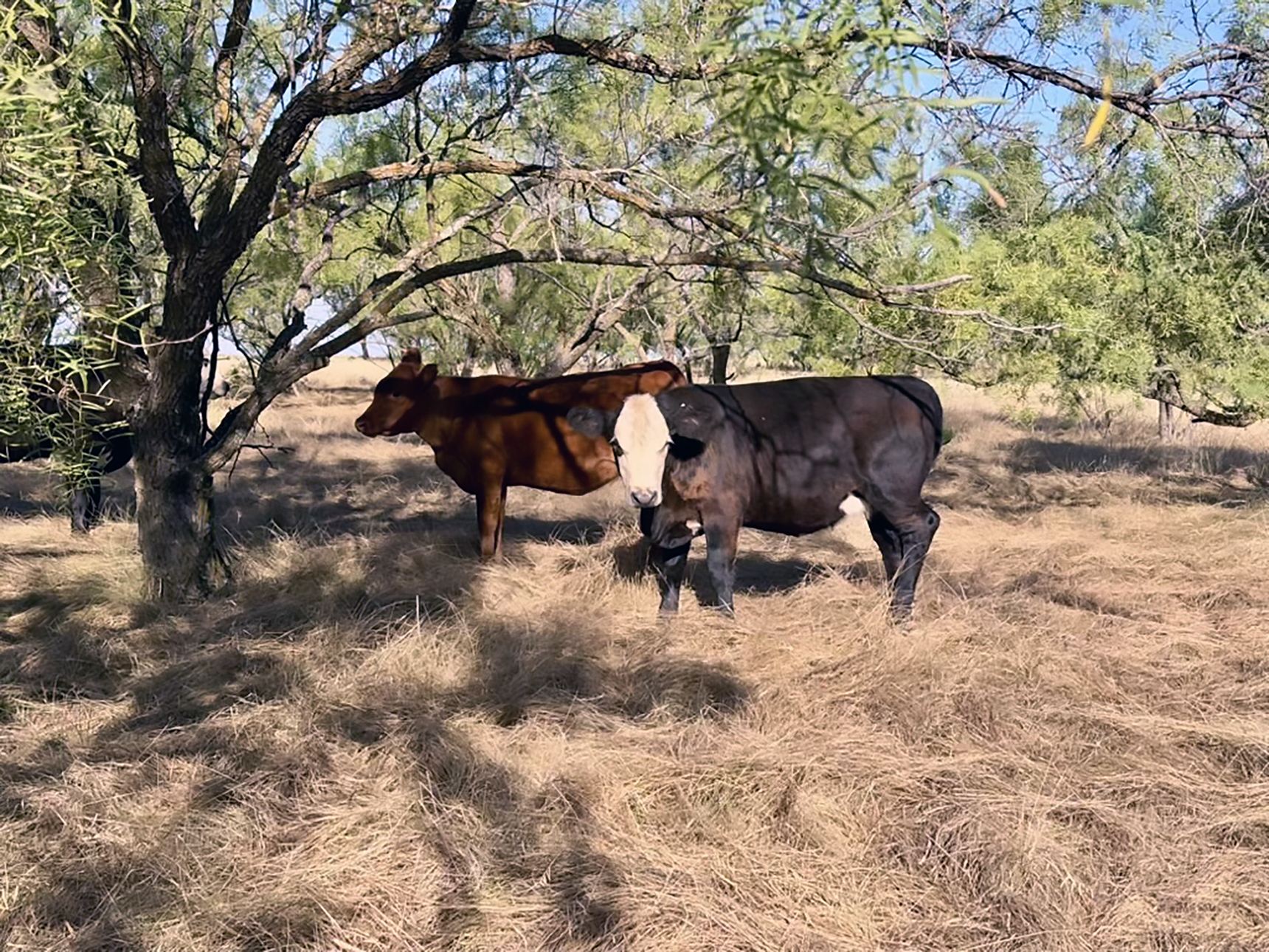 PLENTIFUL GRASS has turned into a liability after weeks of high temps and dry weather created conditions that require an abundance of caution and awareness. This scene was near Miles, Texas.