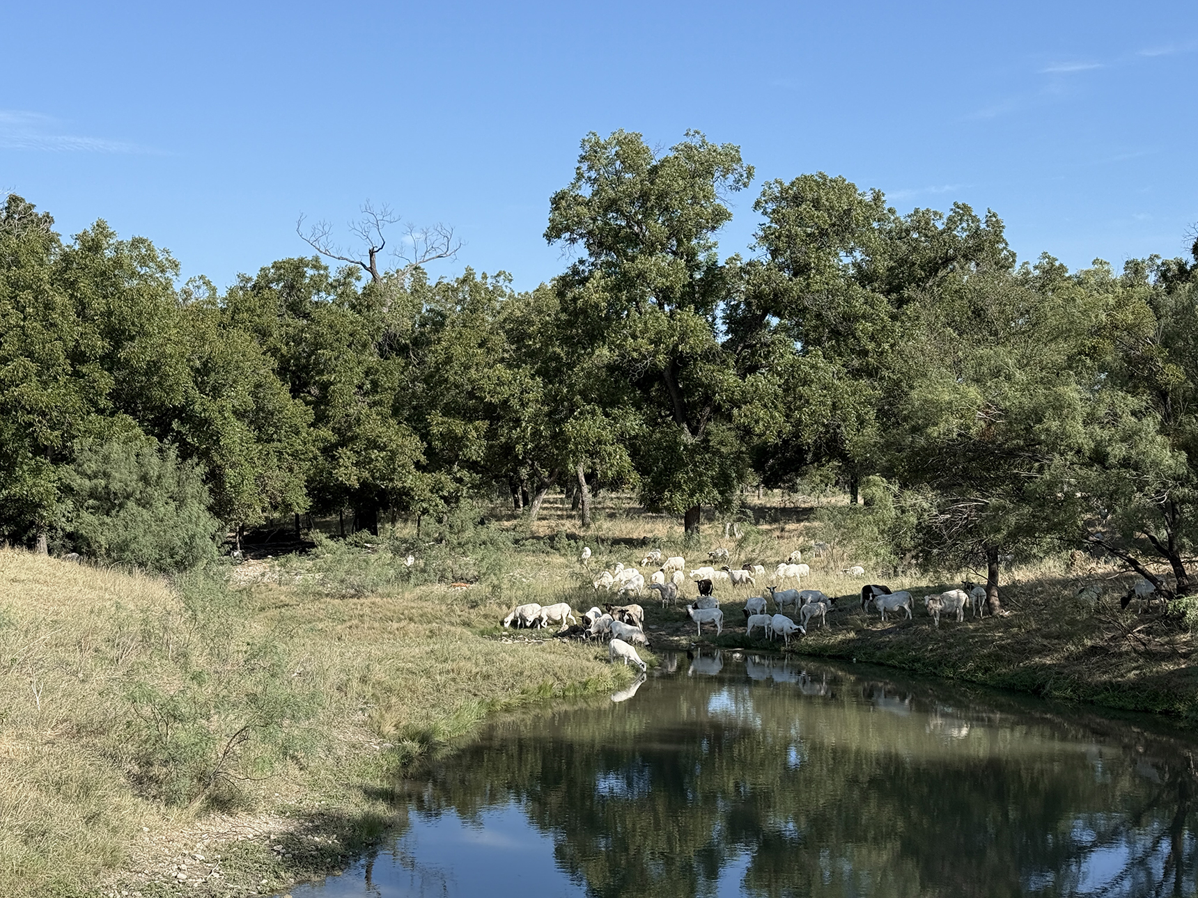 NEAR SAN SABA, pastures often have many options for the inhabitants to find reprieve from the endless days of summer. In mid-September, relief should be at hand, but daytime temperatures re-main in the high 90s, with little sign of the much-anticipated El Niño.