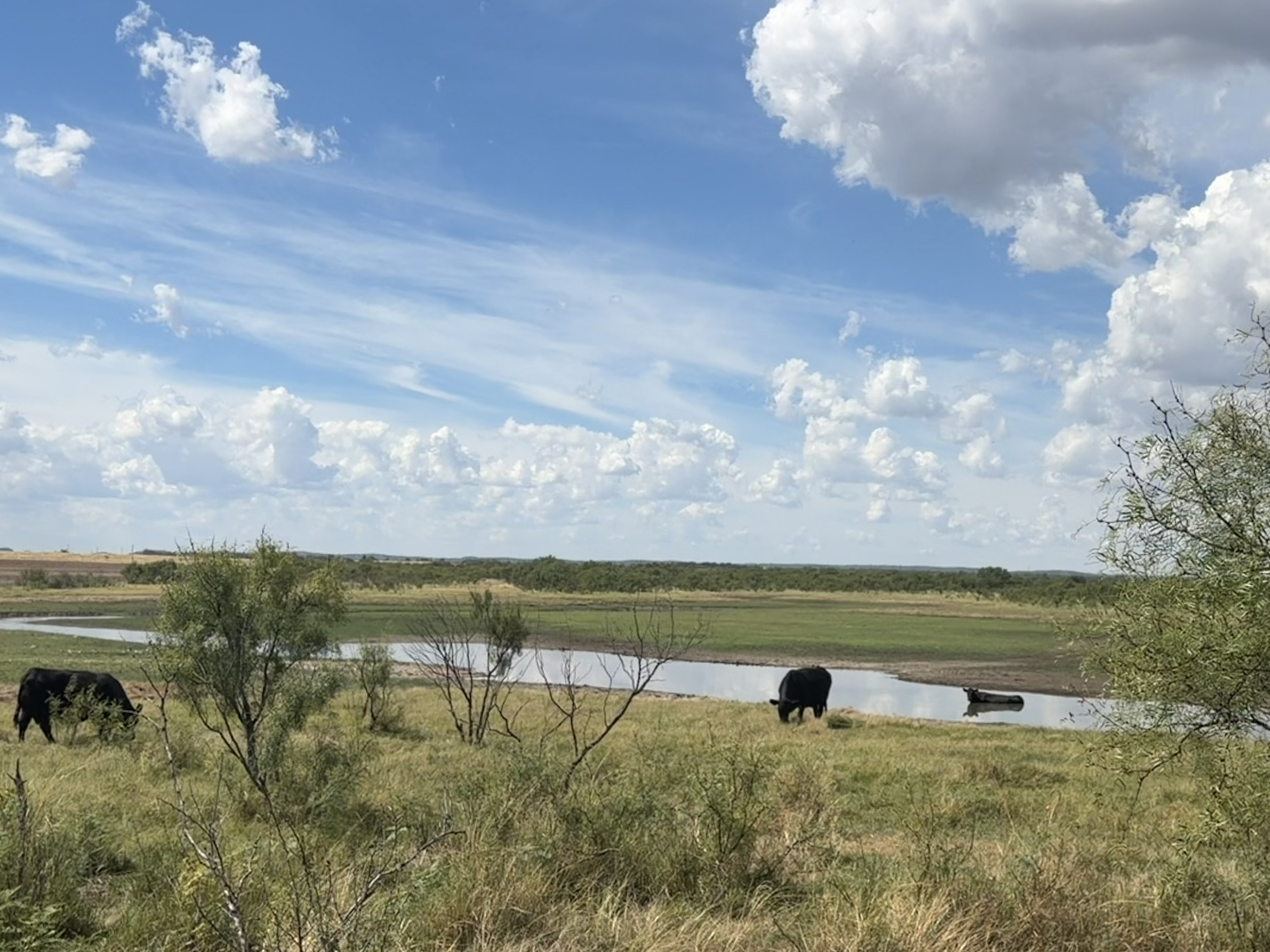 SUMMER’S HEAT lingered too long, but cooler temps and rain for some have ushered in fall. These cattle were pictured near Miles, Texas.