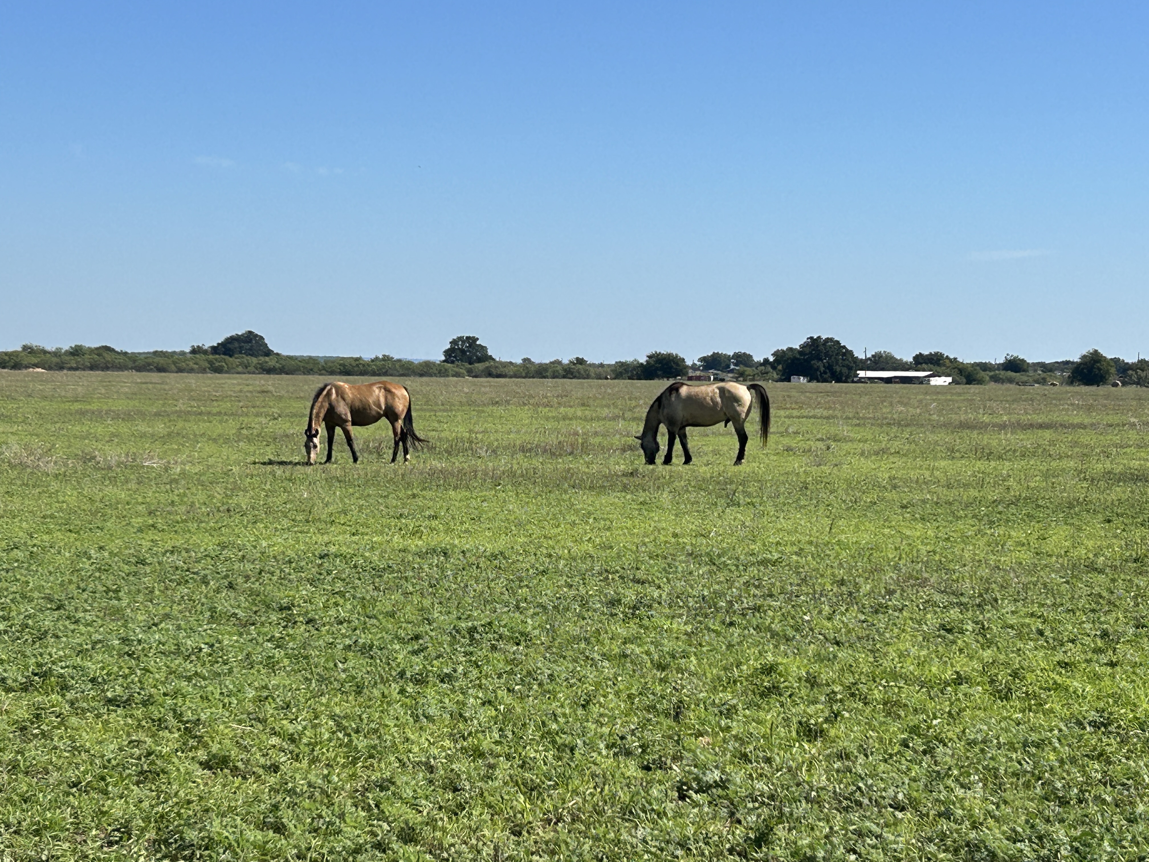 SOME GOOD RAINS | Livestock Weekly