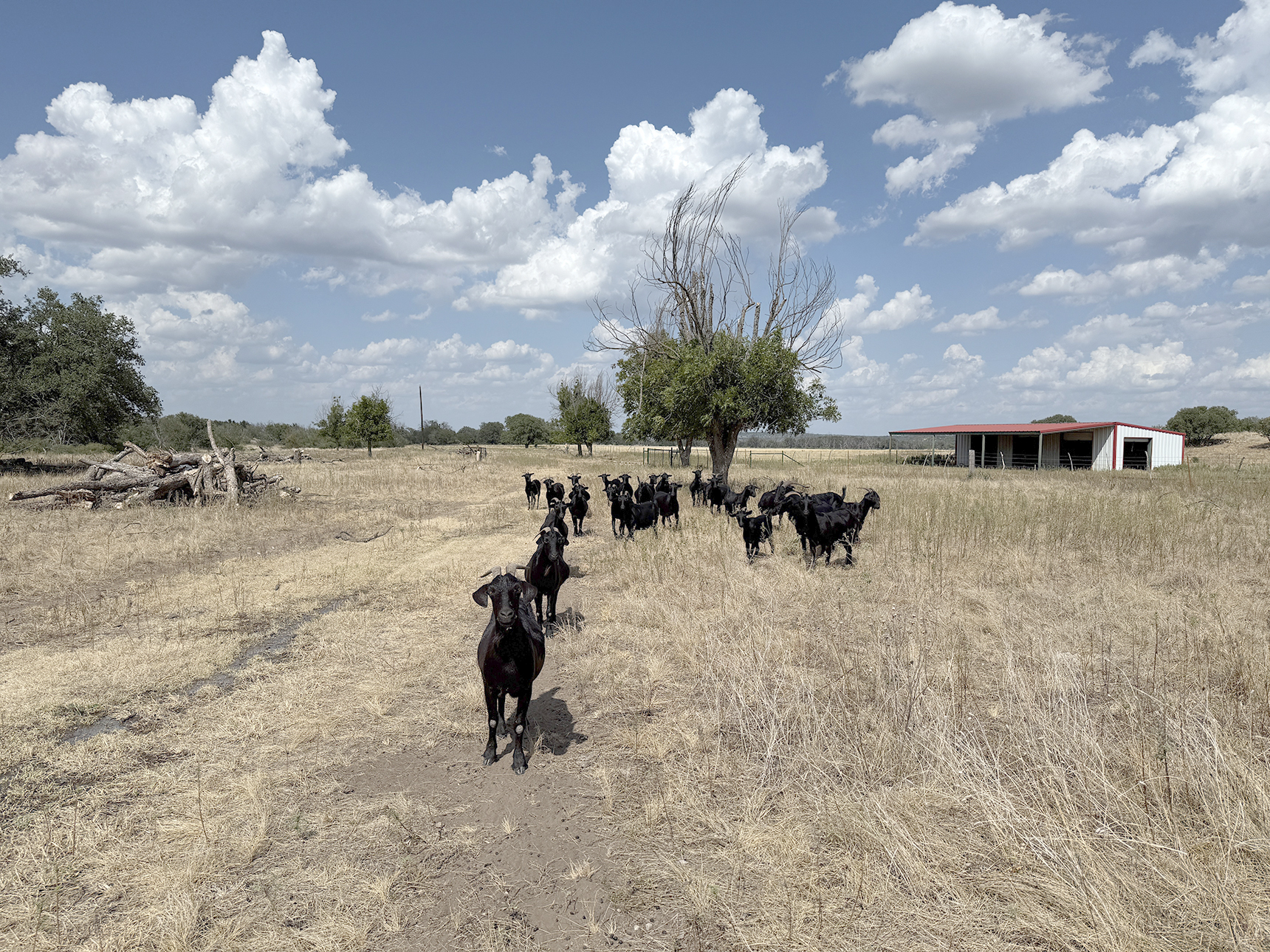 BLACK TIE AFFAIR, and dressed for the occasion, a herd of goats near San Saba files in for a closer look at the photographer. Everyone's here but the rain, and the pasture is hoping it shows up this fall.