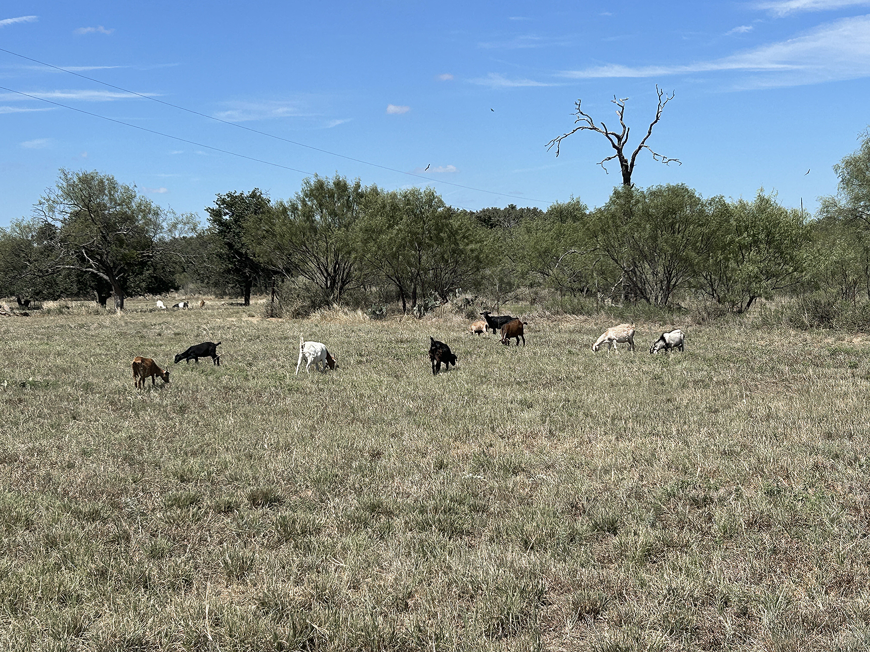 BOUNTIFUL GRAZING is not unusual this fall for those whose management practices included short rotation intervals or simply reducing numbers on hand. Spotty rains have helped a few, but the general rains forecast with different systems have not materialized. 