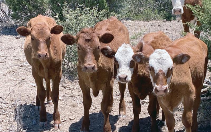 THE RESILIENCY OF CALVES is noticeable when times are as tough as they are now. Scattered precipitation has brought some relief to a few, along with hope for the rest.