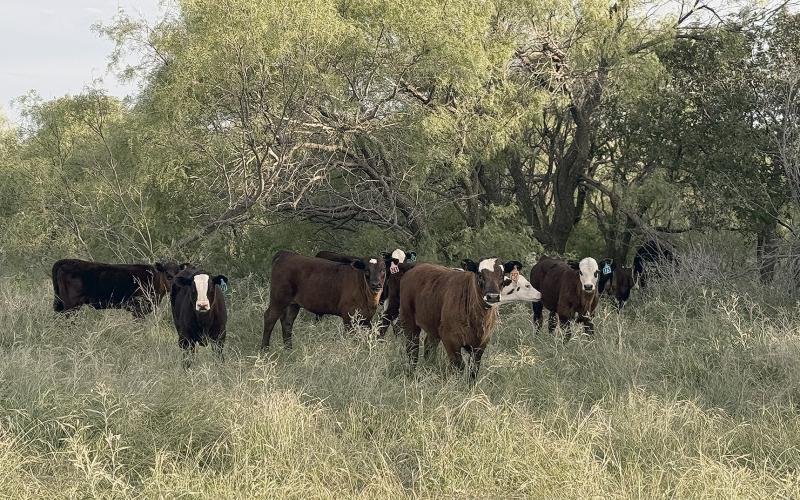 A NEW CROP, calves and grass alike are off to a great start in North Texas. Many market prognosticators predict that cattle prices could reach new highs again this year, but there are plenty of risks lurking in the corners.