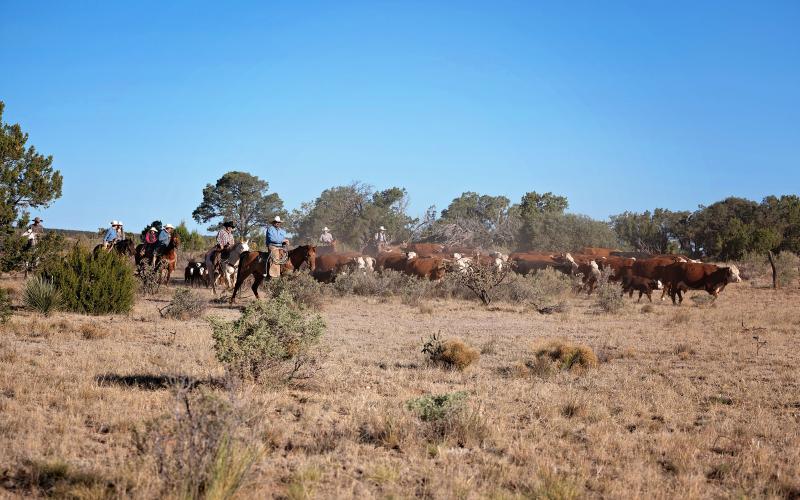 ON THE CAIN RANCH, near Mountainair, New Mexico, the spring gathering was a dusty af-fair as Central New Mexico has had little to no rain after a dry winter. Recently though, scattered rains have helped, and hopes are high that El Niño will bring changes.