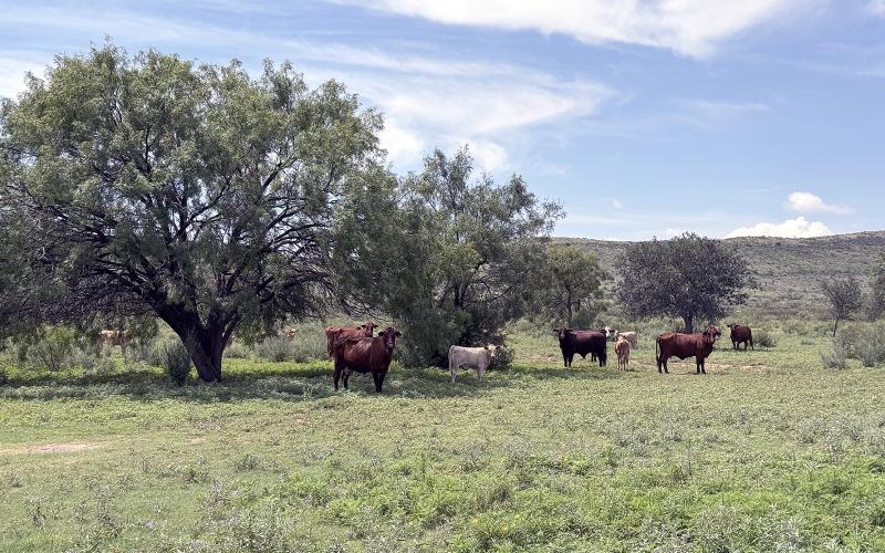 A NICE START to summer, in far West Texas, is evident in this scene taken just outside of Mar-athon. If the forecasts are correct, the balance of summer should be just as good.