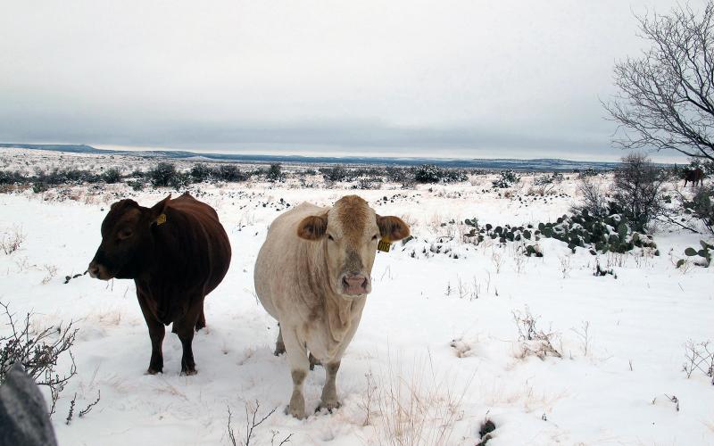 A COLD WINTER scene can help with enduring the dog-days of summer, and is an annual practice for this paper. This year, winter is much-anticipated as the screwworm is intolerant of cold temps that will help to check the spread of the pest.