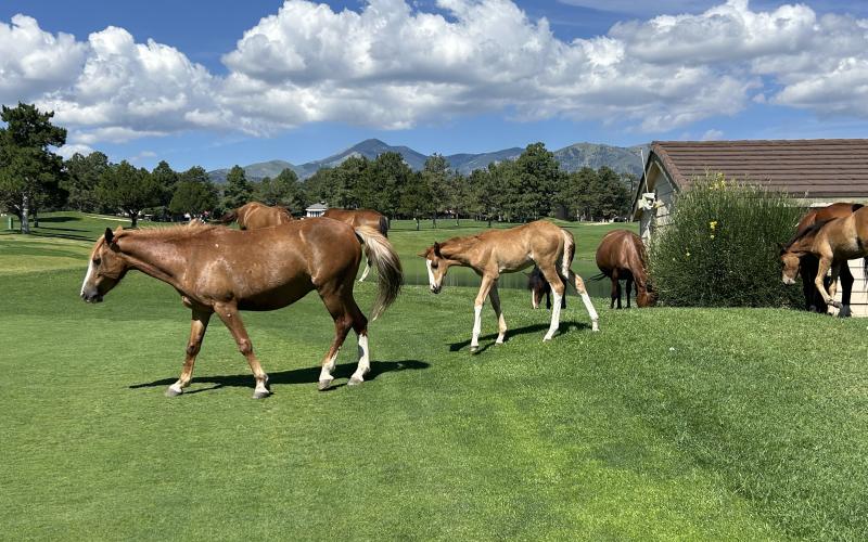 NEXT ON THE TEE, at Alto, New Mexico, is the mare, her foal, and the rest of the band, have found grazing on the golf courses preferable to the surrounding forests.