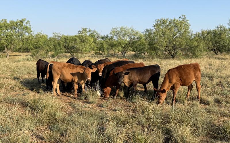 BOXED BEEF prices continue to increase, but have not seemed to dissuade beef purchases by consumers. Some in the industry have said demand won't drop, even with the anticipated higher prices to come. Only time will tell.