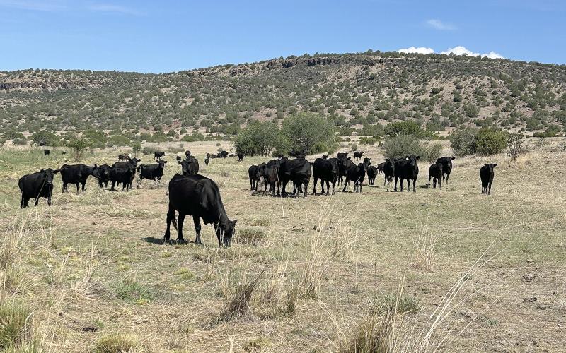 A BRIEF STOP to get a quick photo of a few head soon drew a sizeable gathering in this pasture east of Capitan, New Mexico, where it has been dry for years. Given a little time and patience, hands could gather the entire pasture with a sack of feed.