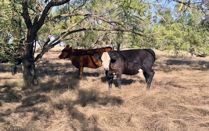 PLENTIFUL GRASS has turned into a liability after weeks of high temps and dry weather created conditions that require an abundance of caution and awareness. This scene was near Miles, Texas.