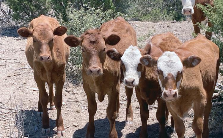 THE RESILIENCY OF CALVES is noticeable when times are as tough as they are now. Scattered precipitation has brought some relief to a few, along with hope for the rest.