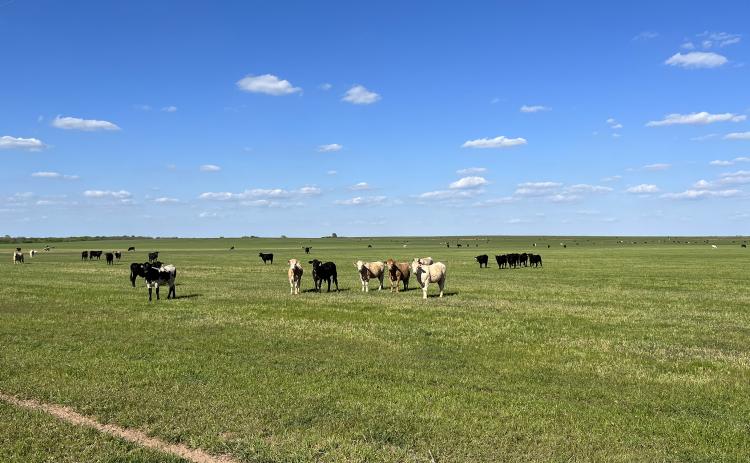 JUST NORTH OF THE RED RIVER, these cattle near Ryan, Oklahoma, are in good shape now but weather forecasts are for a warm, possibly drier summer but for now, all is well.