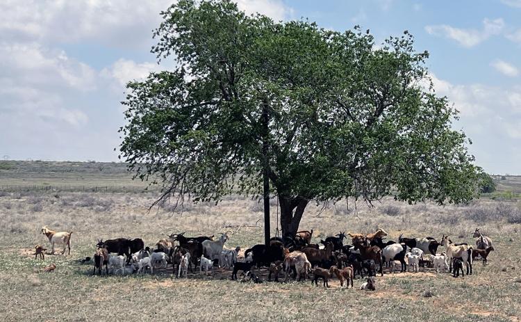 JUST ABOUT HIGH NOON and a common desire for all species is to find relief from the mid-day sun. These goats were pictured recently near Abernathy, Texas.