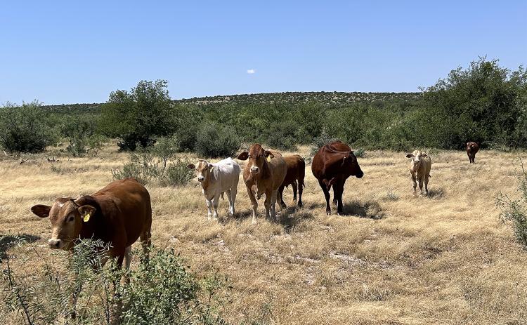 JUST NOT AS PRETTY as it was a few weeks ago, this pasture is still vastly superior to what the same area looked like a year ago, dry grass versus no grass.