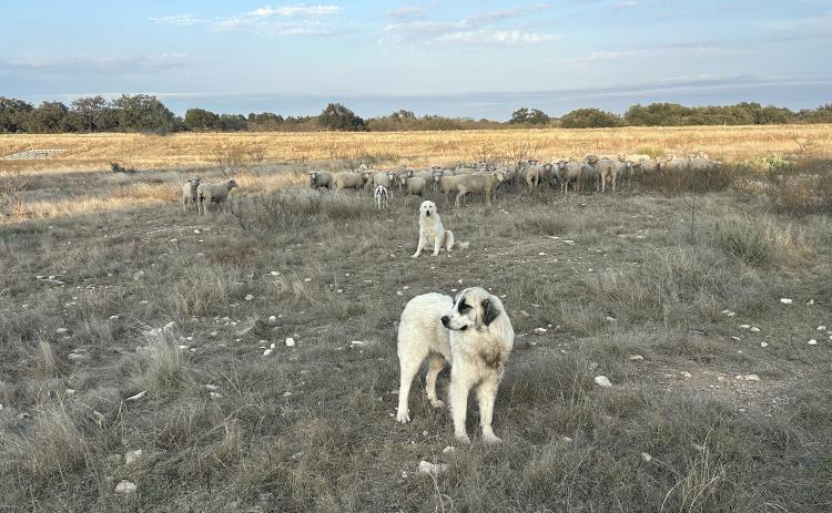 JUST ENOUGH aggressive behavior from the guards on duty is the trick to keeping predators, of all kinds, out of this group of ewes. The dogs were at work just south of Eden.