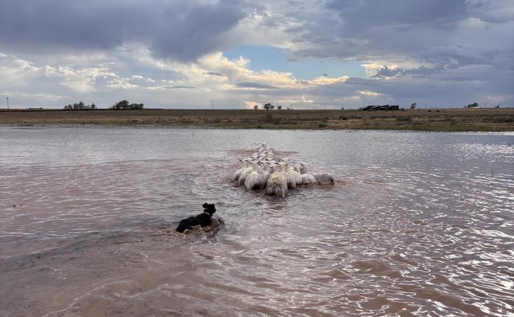 A LONG-AWAITED reprieve from the dry, hot summer near Abernathy, Texas, came all at once, producing heavy rains that left these sheep isolated by rising water and needing a little push to higher ground.
