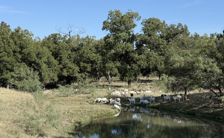 NEAR SAN SABA, pastures often have many options for the inhabitants to find reprieve from the endless days of summer. In mid-September, relief should be at hand, but daytime temperatures re-main in the high 90s, with little sign of the much-anticipated El Niño.