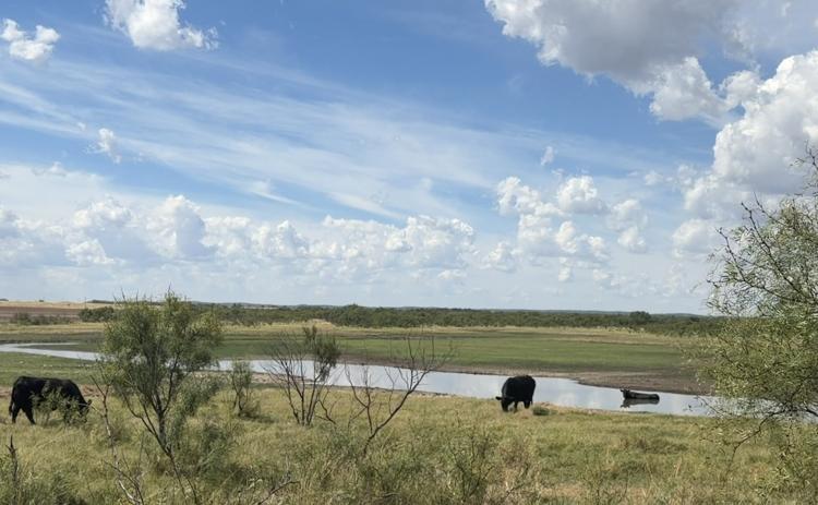 SUMMER’S HEAT lingered too long, but cooler temps and rain for some have ushered in fall. These cattle were pictured near Miles, Texas.