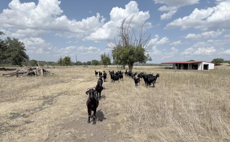 BLACK TIE AFFAIR, and dressed for the occasion, a herd of goats near San Saba files in for a closer look at the photographer. Everyone's here but the rain, and the pasture is hoping it shows up this fall.