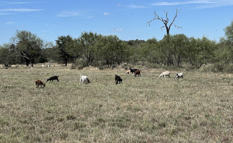 BOUNTIFUL GRAZING is not unusual this fall for those whose management practices included short rotation intervals or simply reducing numbers on hand. Spotty rains have helped a few, but the general rains forecast with different systems have not materialized.